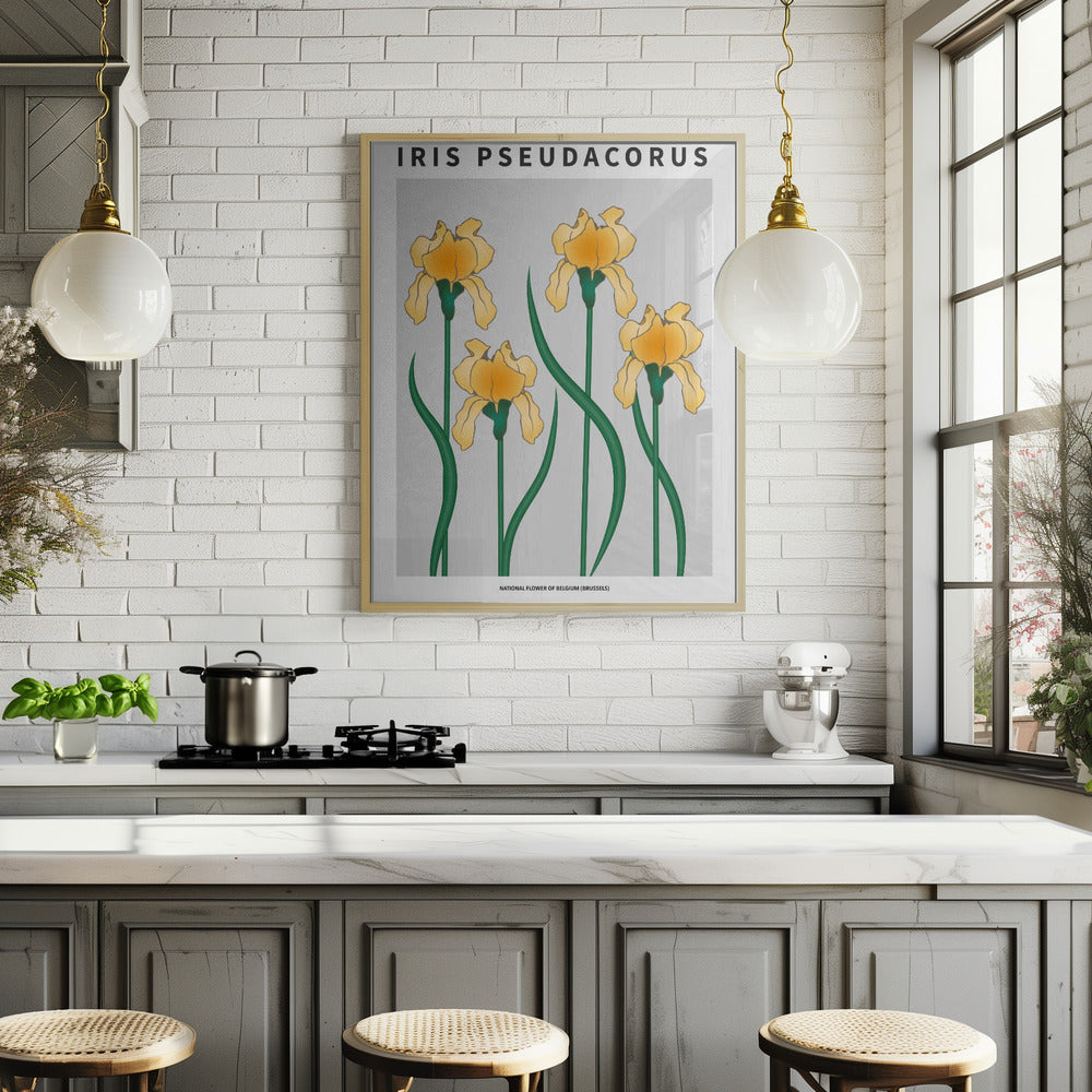 Iris - National flower of Belgium Poster