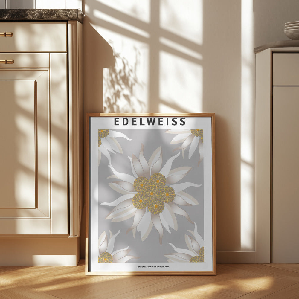 Edelweiss - National flower of Switzerland Poster