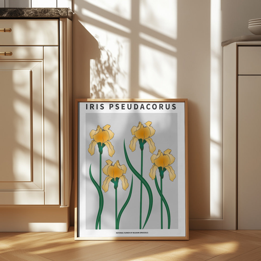 Iris - National flower of Belgium Poster