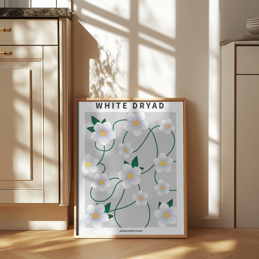 White dryad - National flower of Iceland Poster