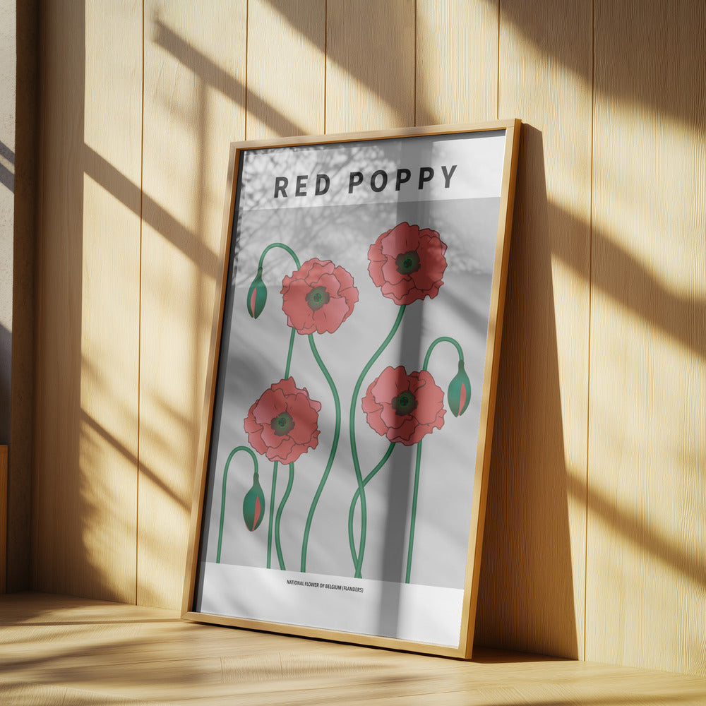 Red Poppy - National flower of Belgium Poster