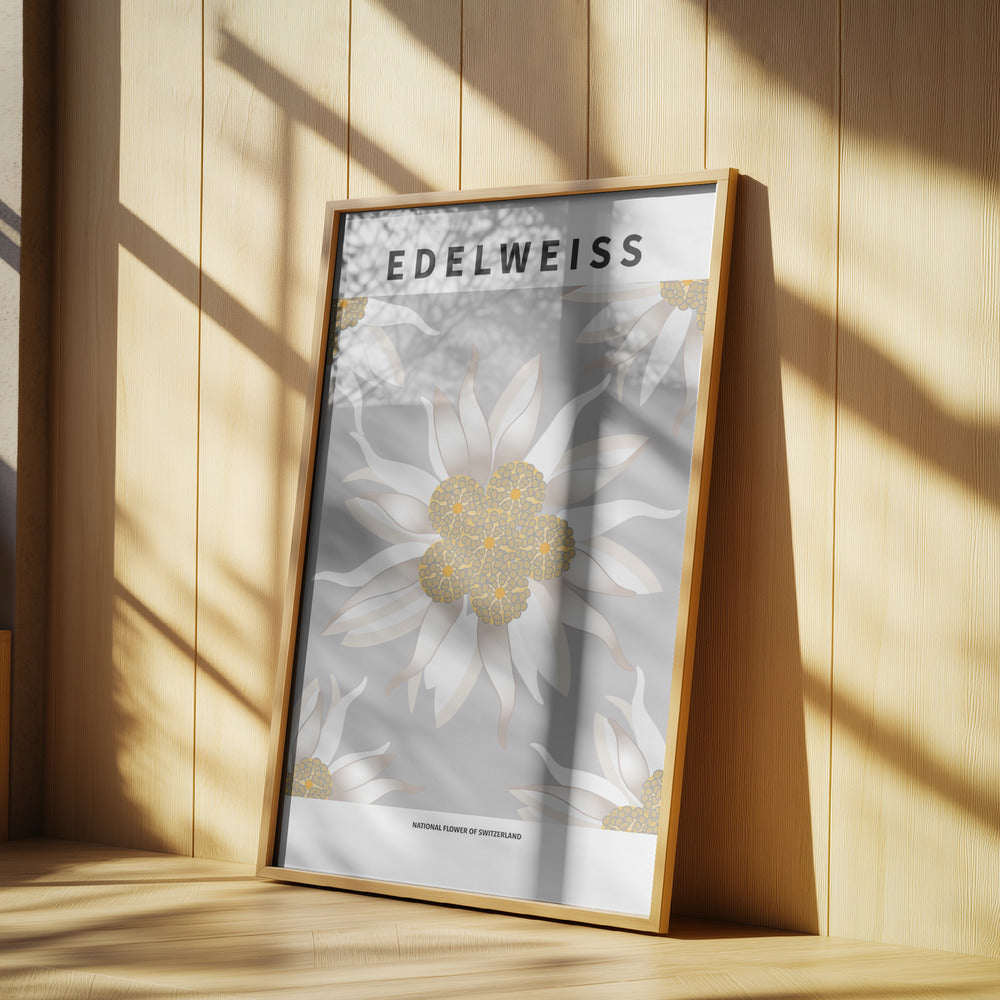 Edelweiss - National flower of Switzerland Poster