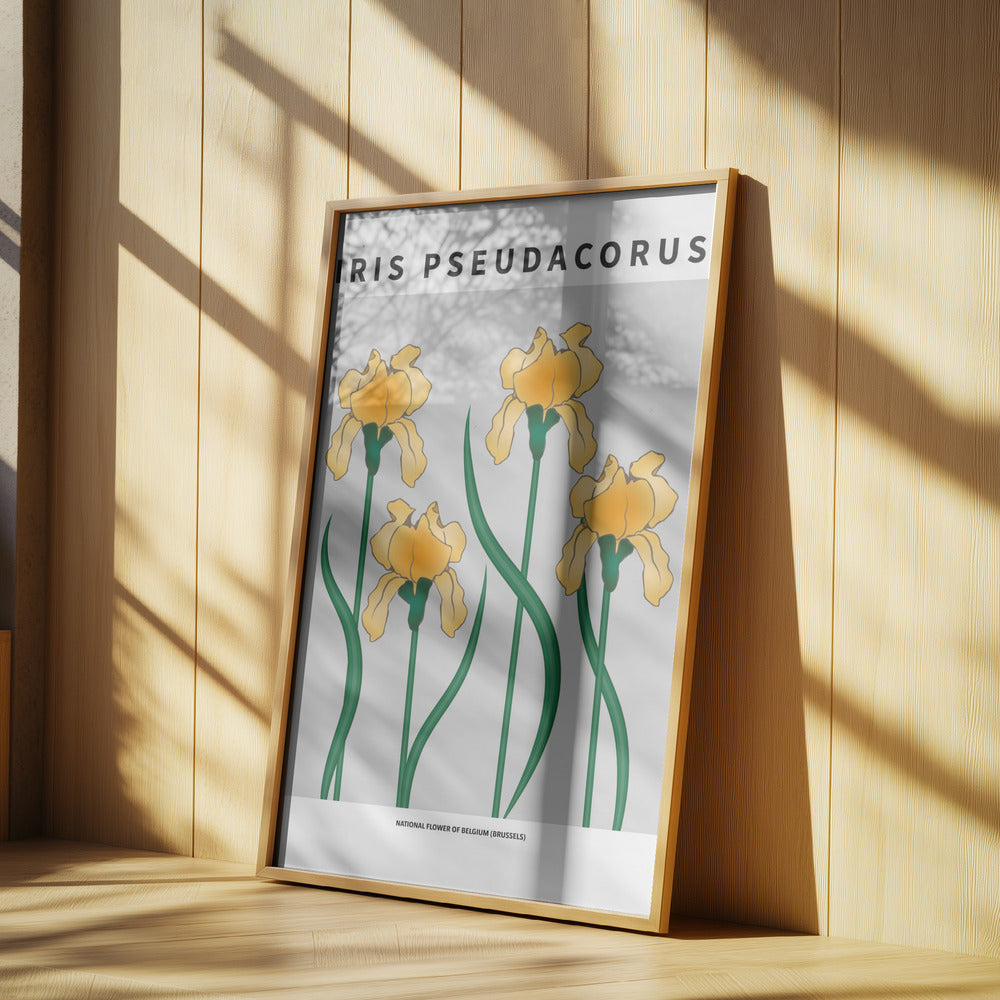 Iris - National flower of Belgium Poster