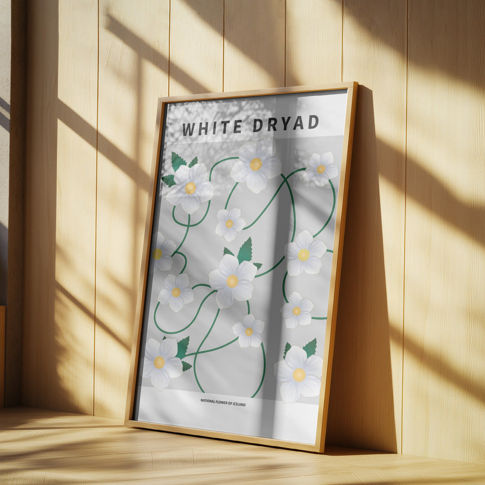 White dryad - National flower of Iceland Poster