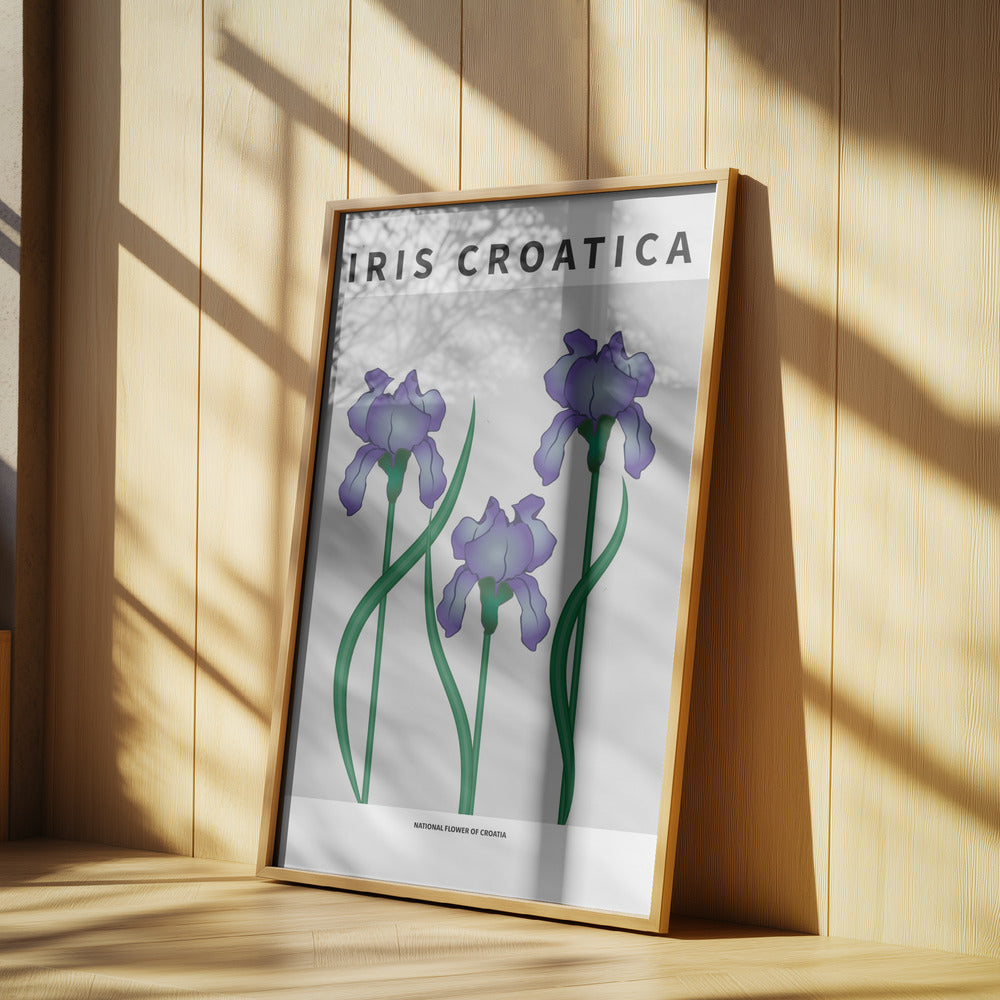 Iris Croatica - National flower of Croatia Poster