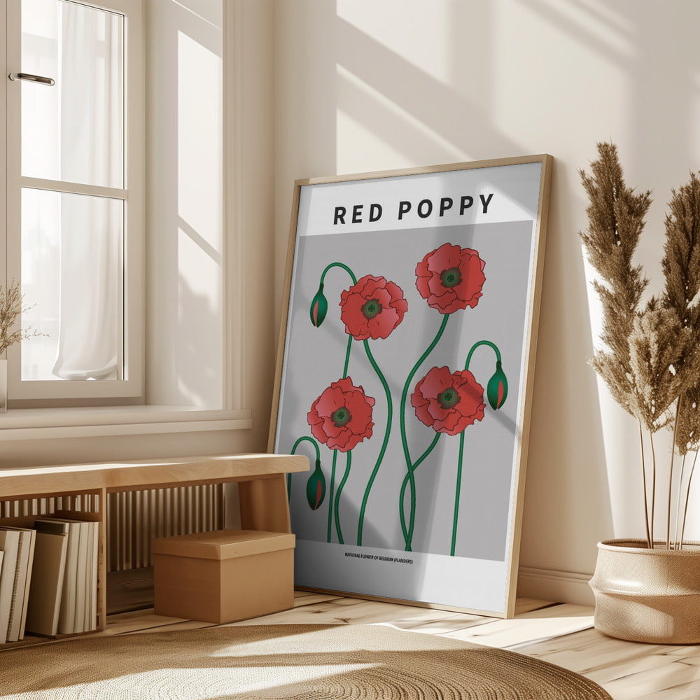 Red Poppy - National flower of Belgium Poster