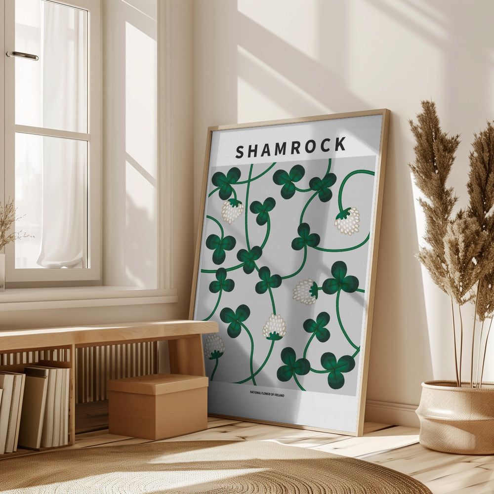 Shamrock - National flower of Ireland Poster