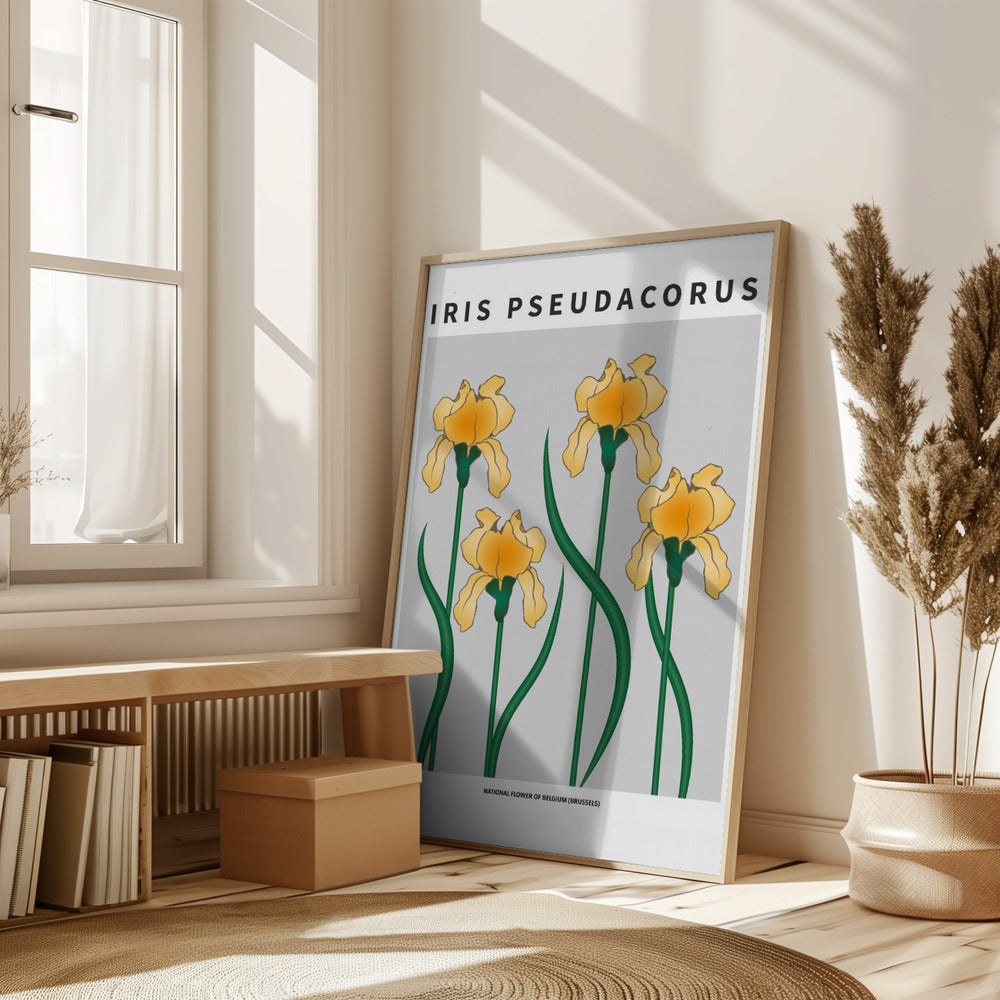 Iris - National flower of Belgium Poster