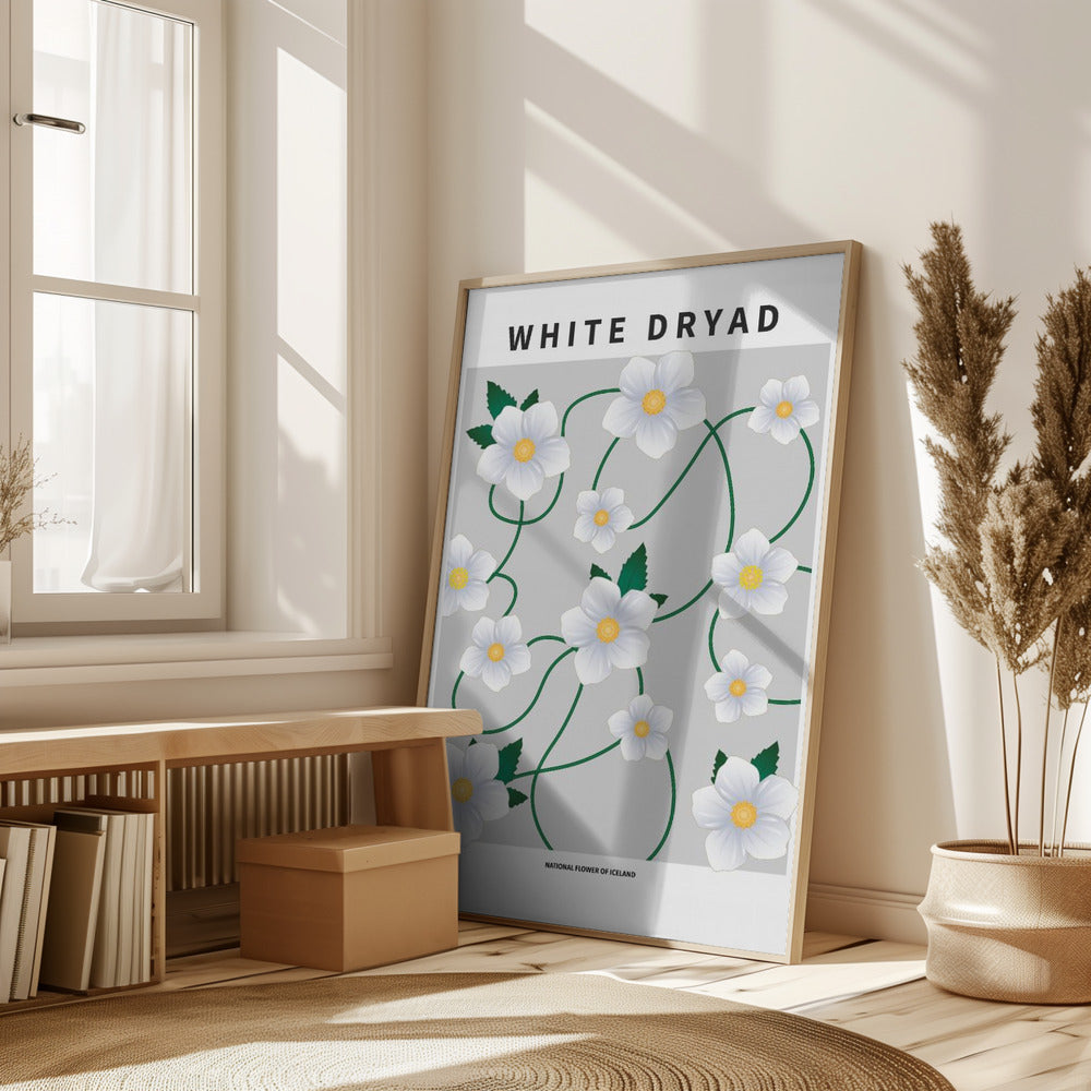 White dryad - National flower of Iceland Poster