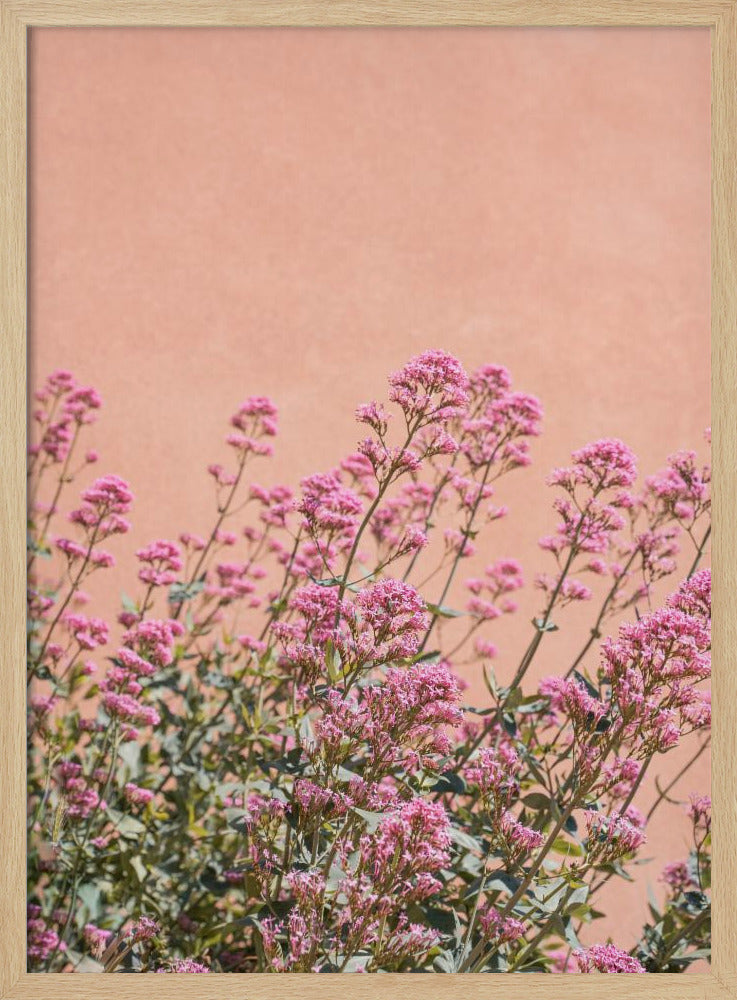 Summer Flowers Poster