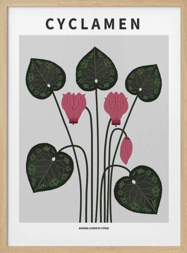Cyklamen - National flower of Cypres Poster