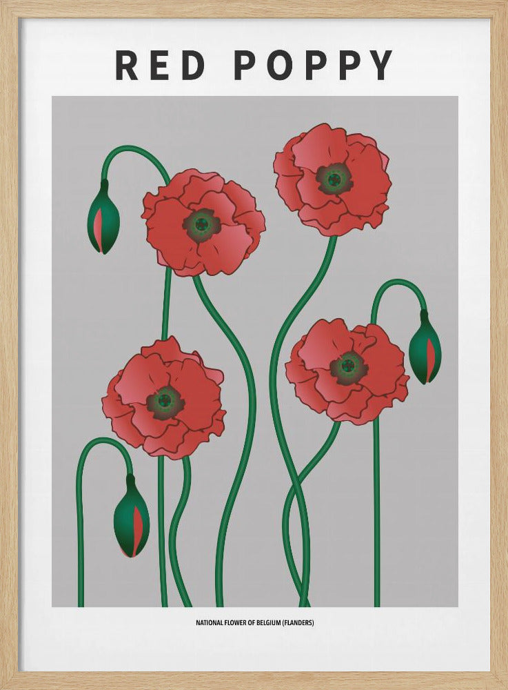 Red Poppy - National flower of Belgium Poster