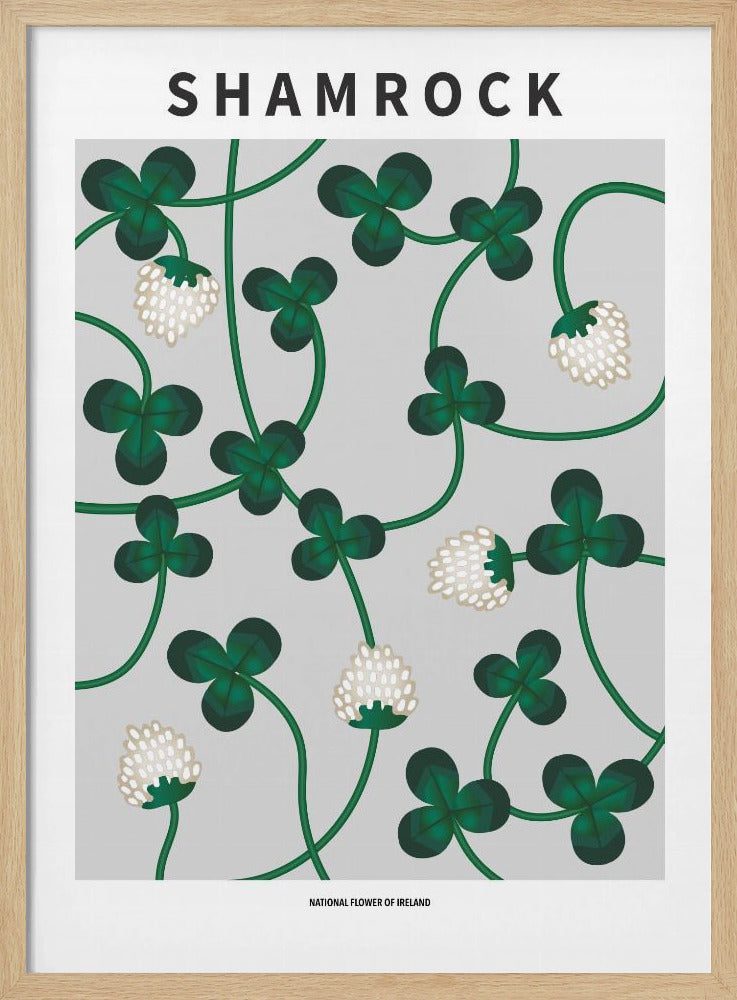 Shamrock - National flower of Ireland Poster