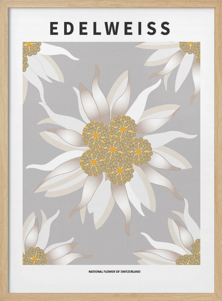 Edelweiss - National flower of Switzerland Poster