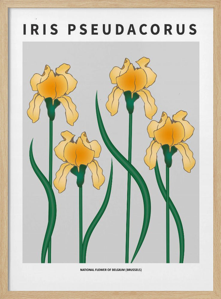 Iris - National flower of Belgium Poster