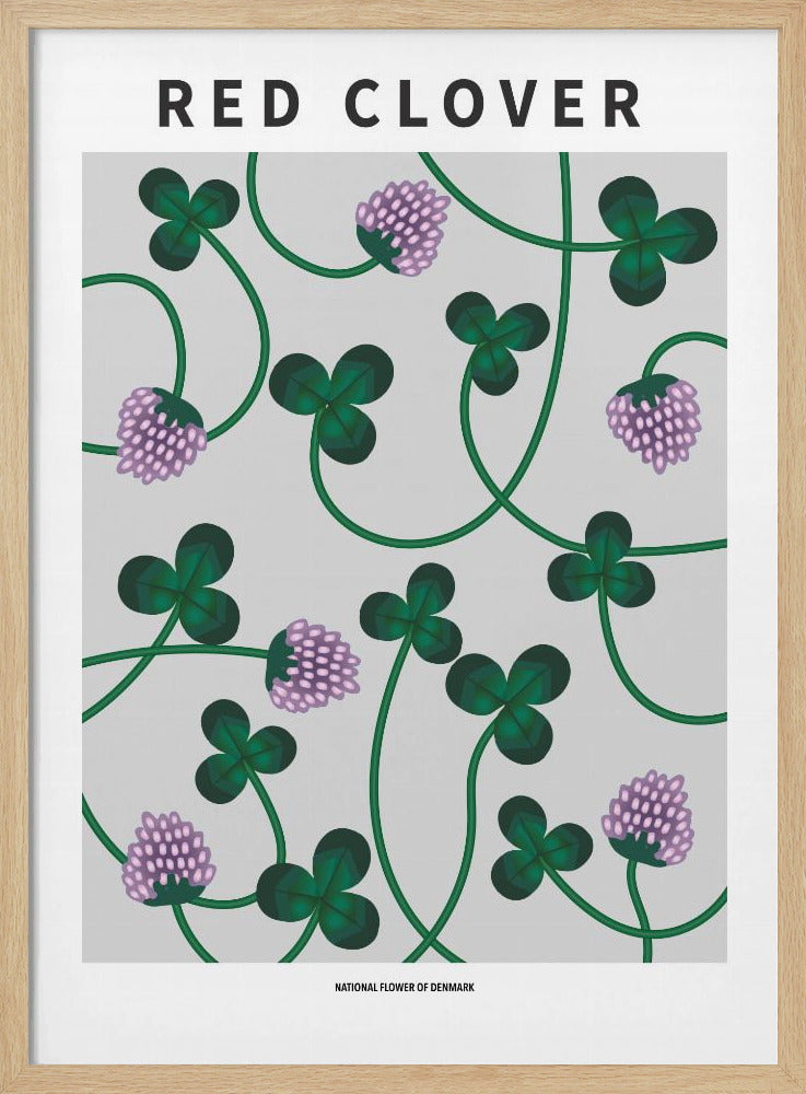 Red Clover - National flower of Denmark Poster