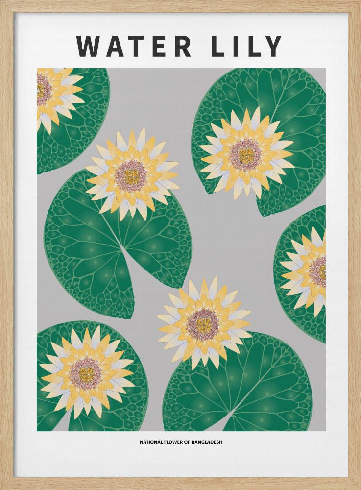 Water lily - National flower of Bangladesh Poster