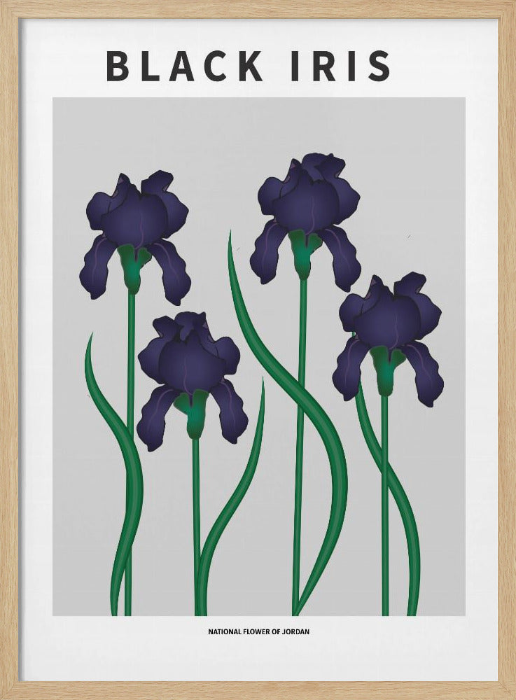 Black Iris - National flower of Jordan Poster