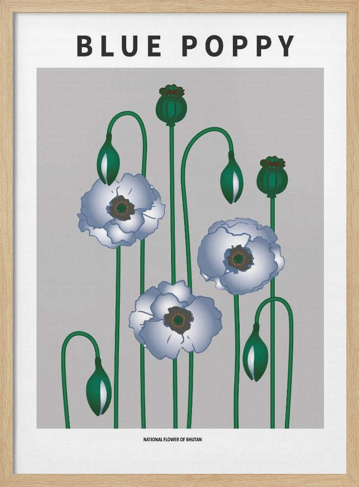 Blue Poppy - National flower of Bhutan Poster