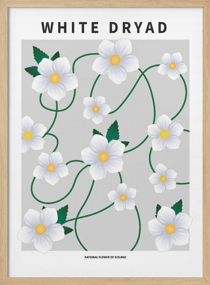White dryad - National flower of Iceland Poster