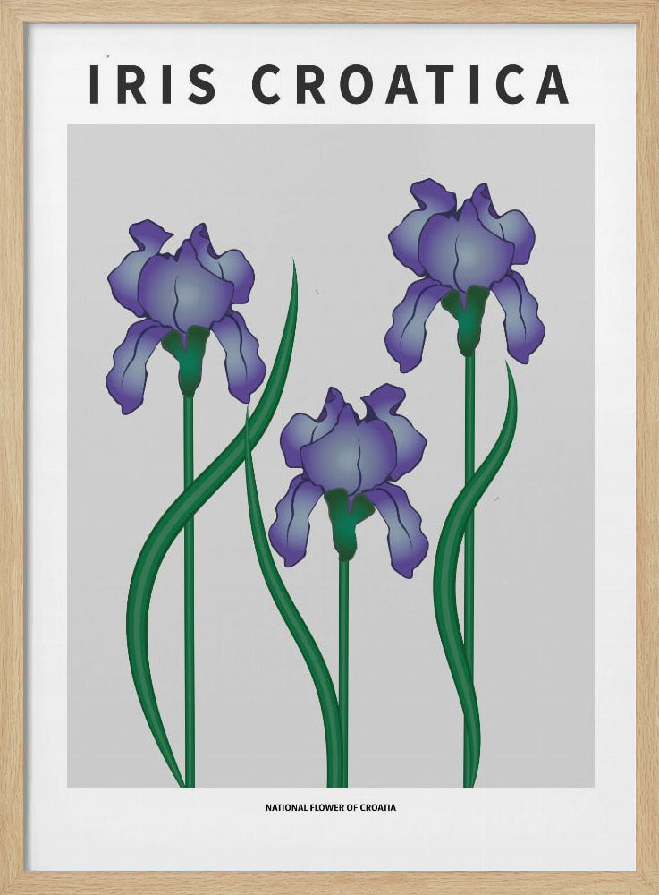 Iris Croatica - National flower of Croatia Poster