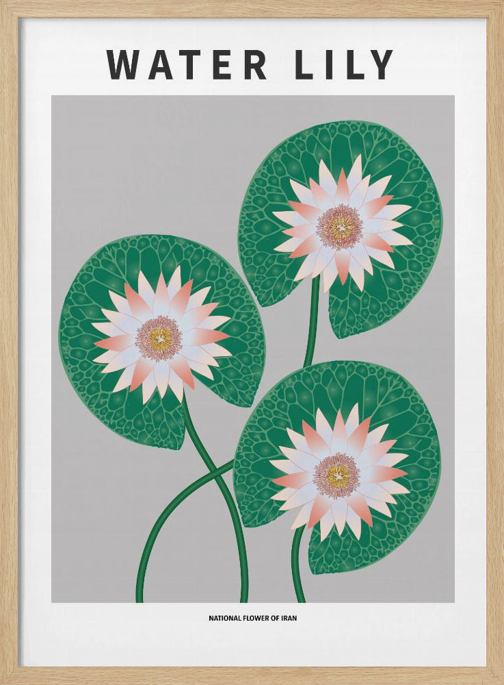 Water Lily - National flower of Iran Poster