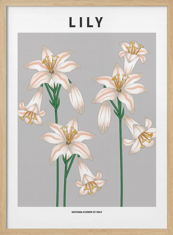 Lily - National flower of Italy Poster