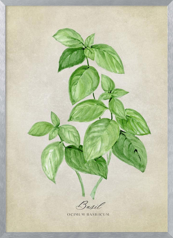 Basil vintage Poster