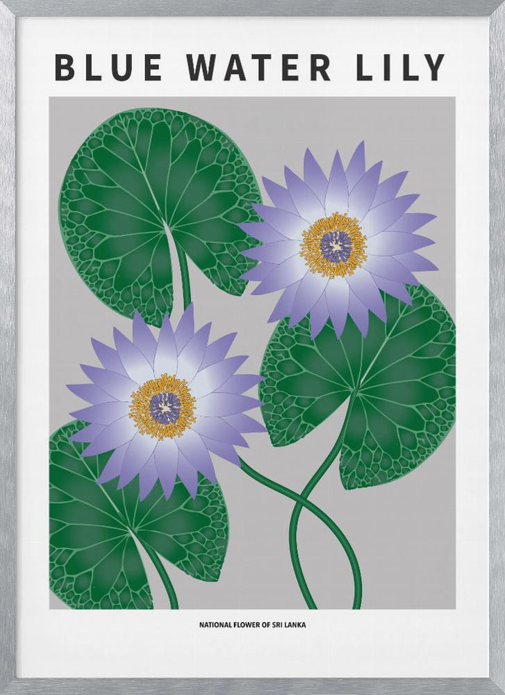 Blue Water Lily - National flower of Sri Lanka Poster