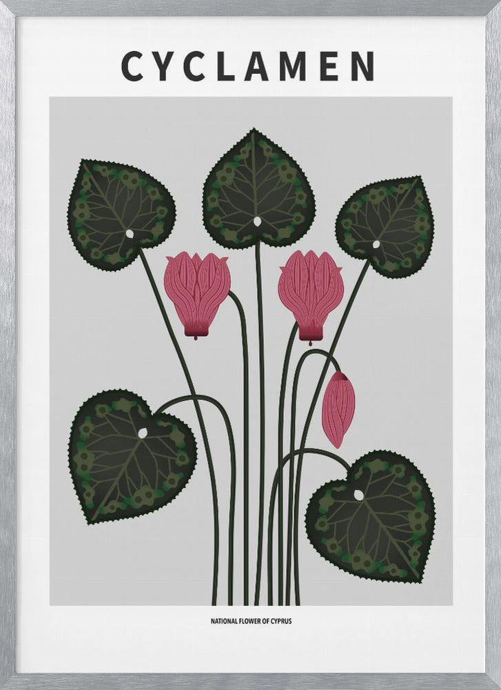 Cyklamen - National flower of Cypres Poster