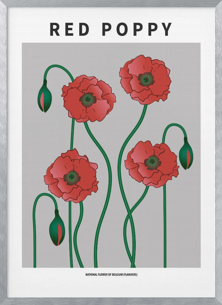Red Poppy - National flower of Belgium Poster