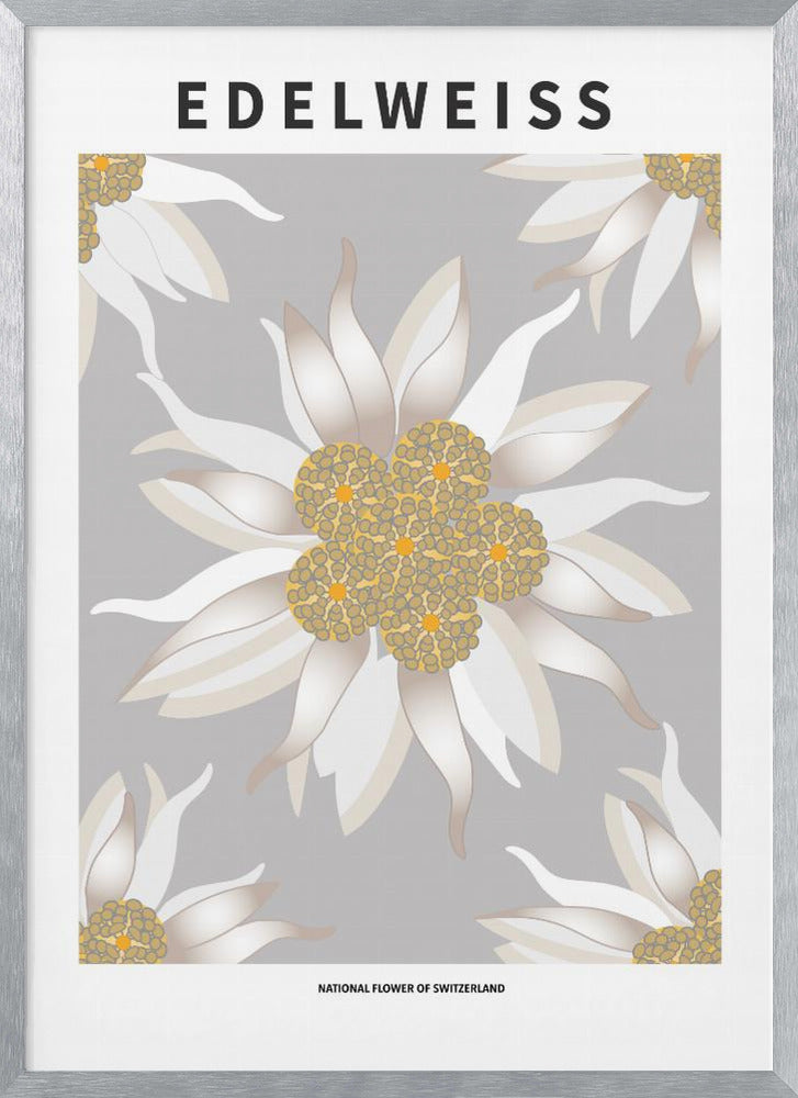 Edelweiss - National flower of Switzerland Poster