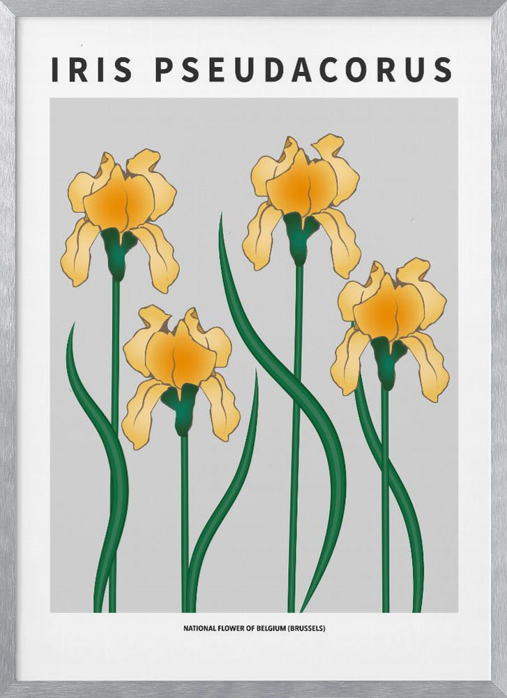 Iris - National flower of Belgium Poster