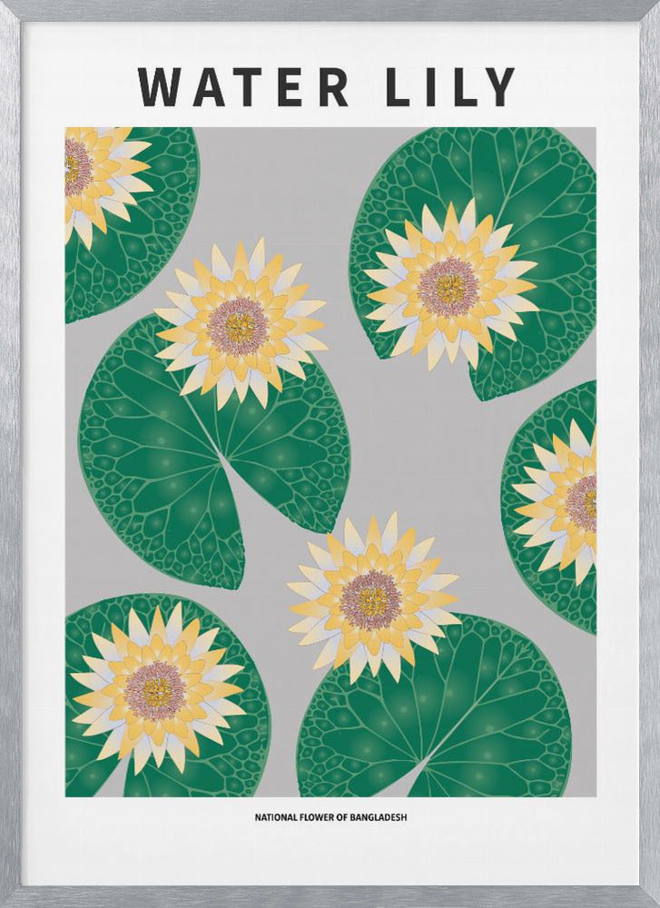 Water lily - National flower of Bangladesh Poster
