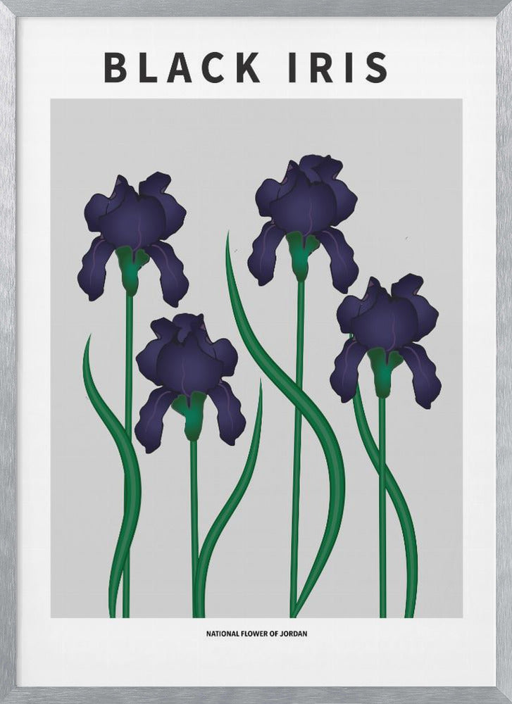 Black Iris - National flower of Jordan Poster