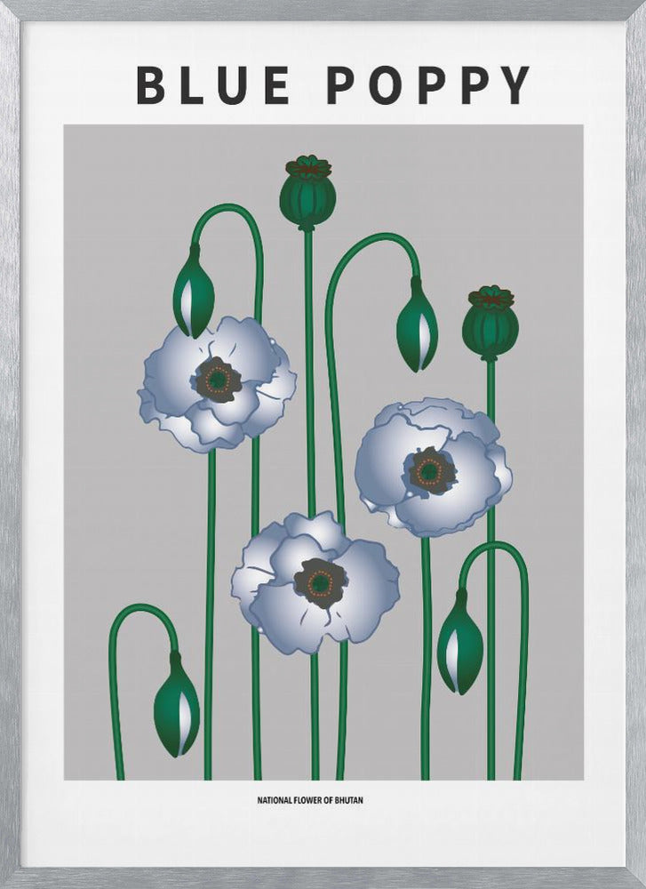 Blue Poppy - National flower of Bhutan Poster