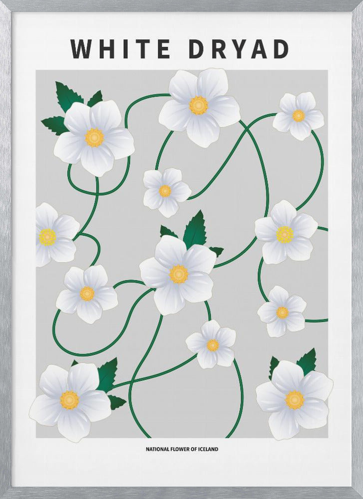 White dryad - National flower of Iceland Poster