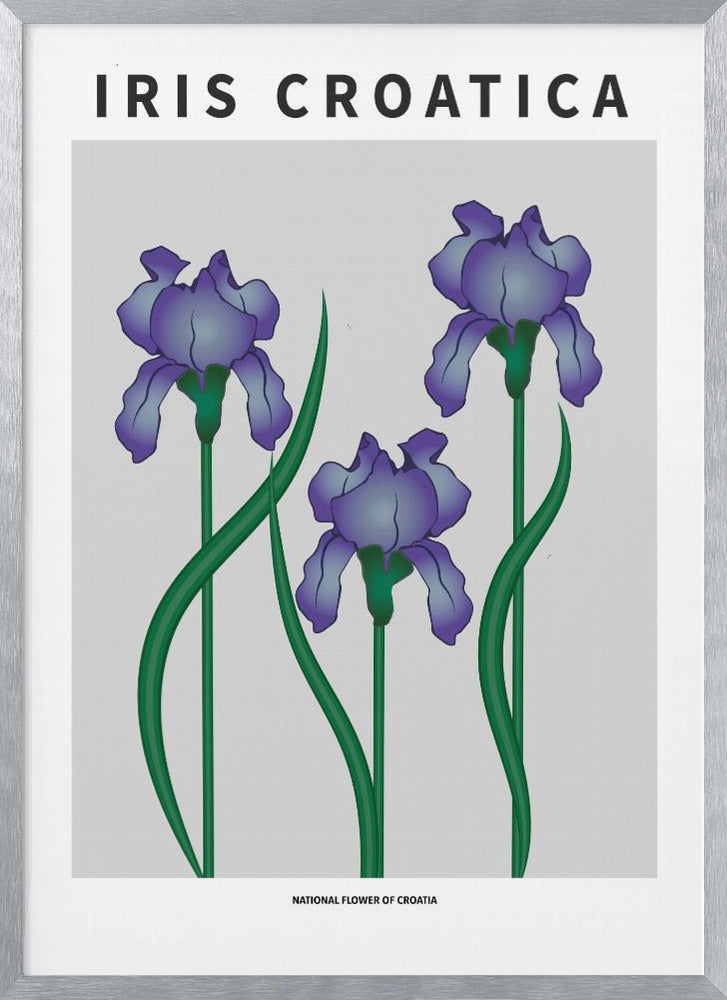 Iris Croatica - National flower of Croatia Poster