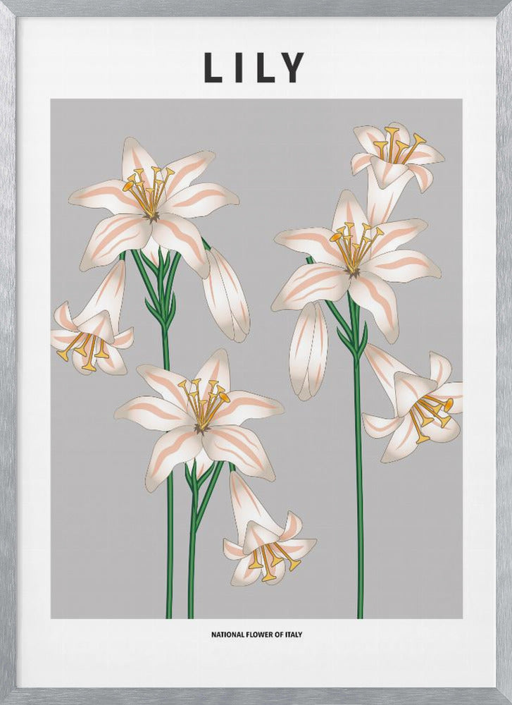 Lily - National flower of Italy Poster