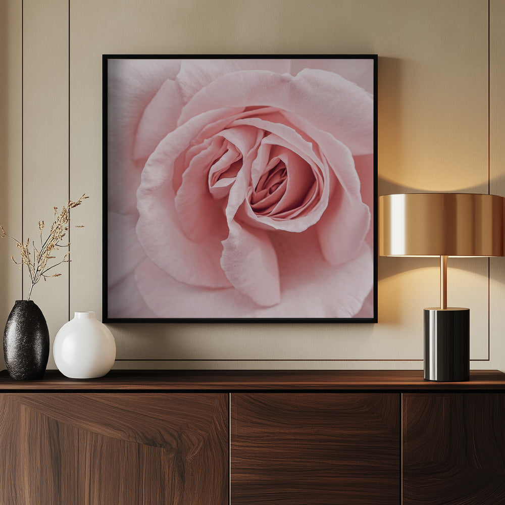 Pink Rose Poster