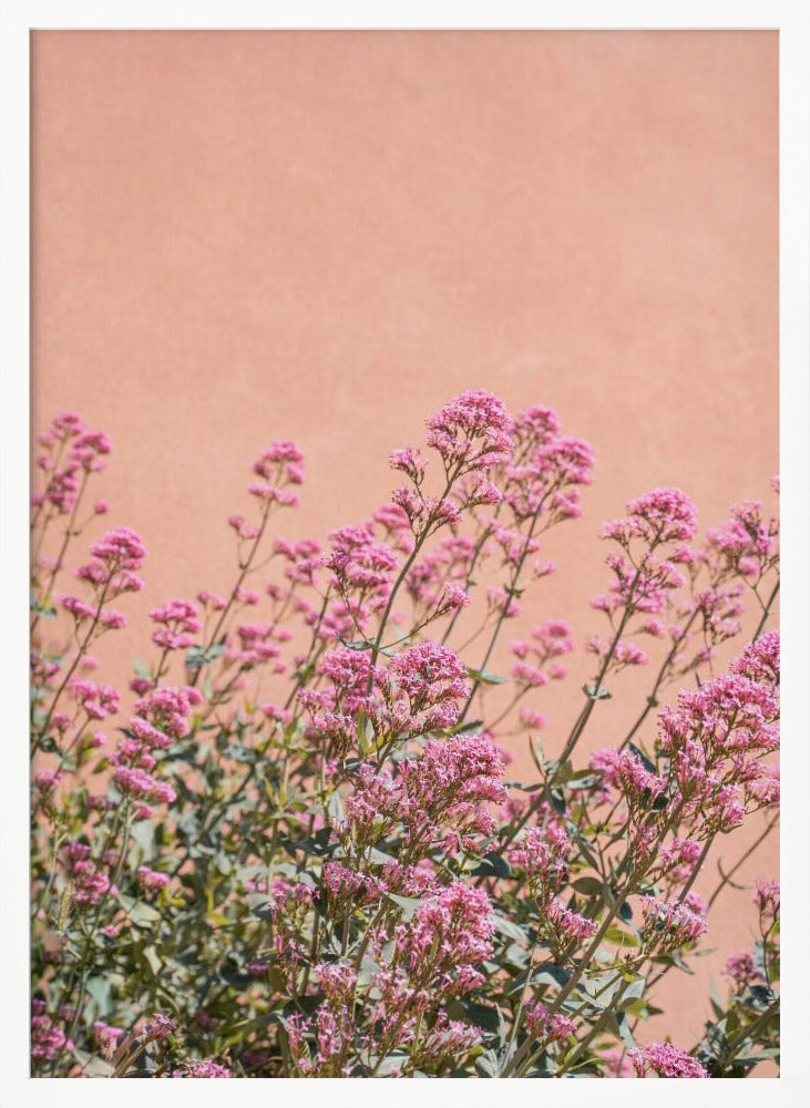 Summer Flowers Poster