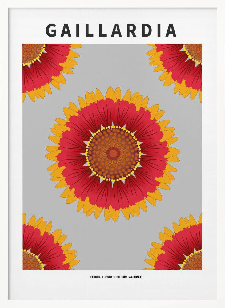 Gaillardia - National flower of Belgium Poster