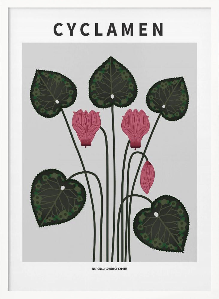 Cyklamen - National flower of Cypres Poster