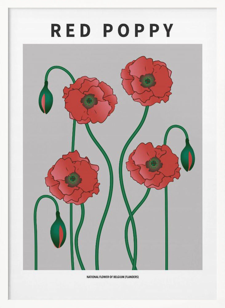 Red Poppy - National flower of Belgium Poster