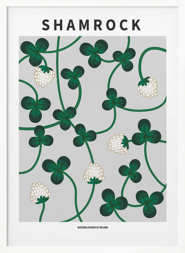 Shamrock - National flower of Ireland Poster