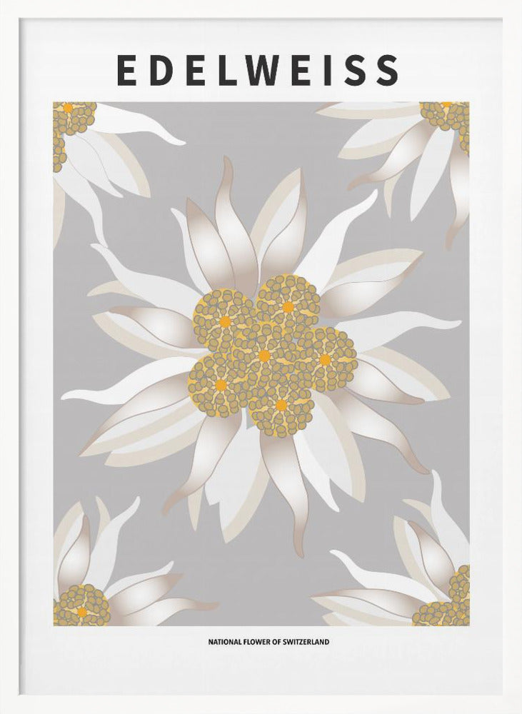Edelweiss - National flower of Switzerland Poster