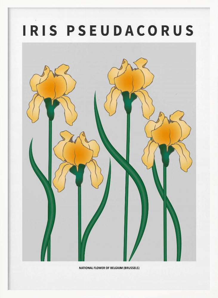 Iris - National flower of Belgium Poster