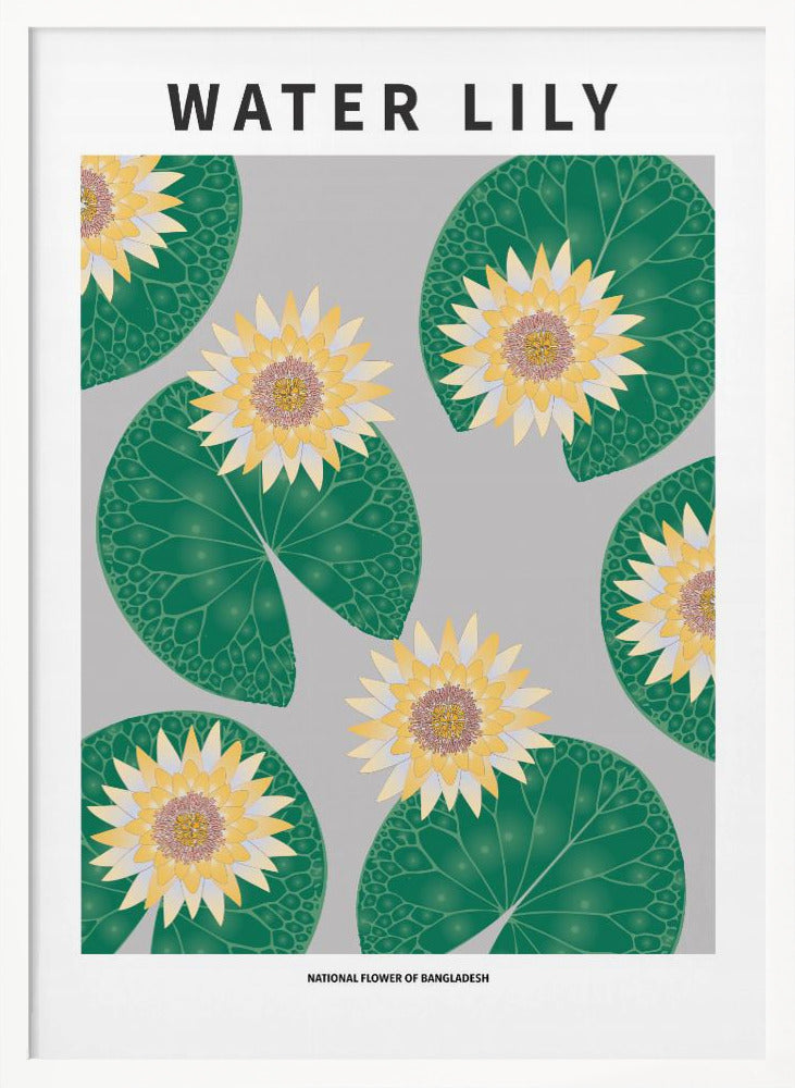 Water lily - National flower of Bangladesh Poster
