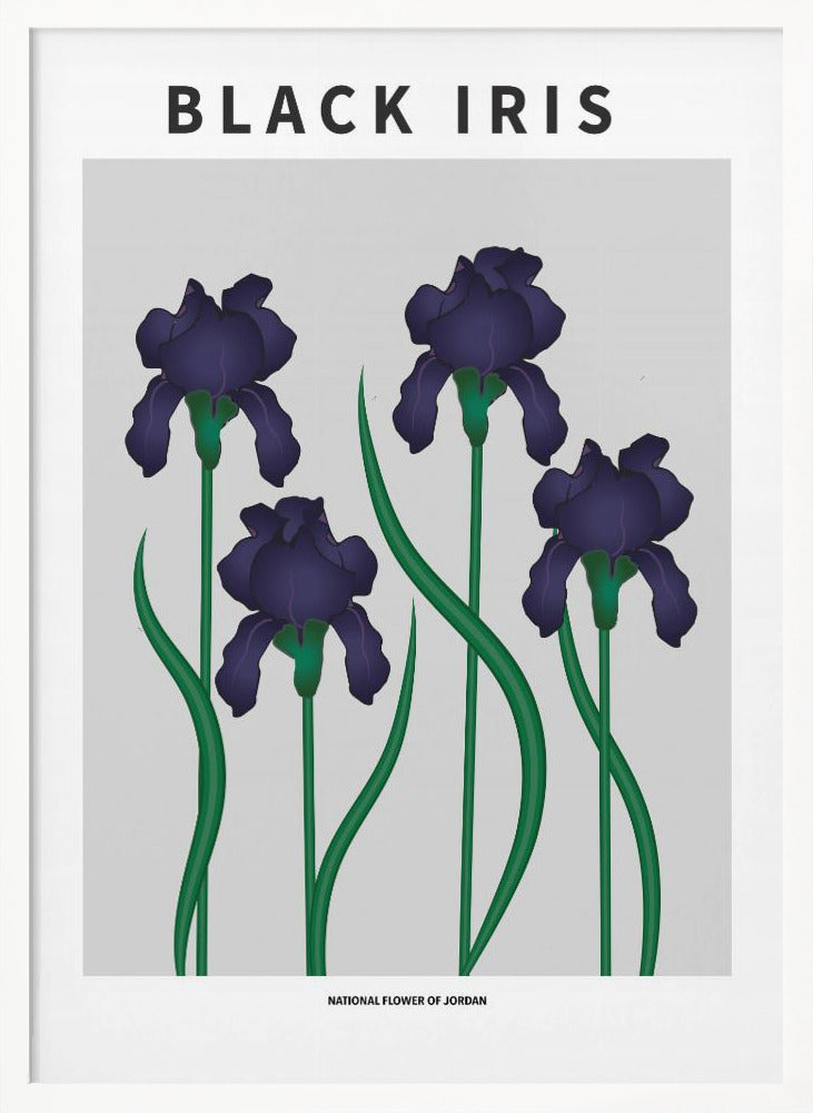 Black Iris - National flower of Jordan Poster