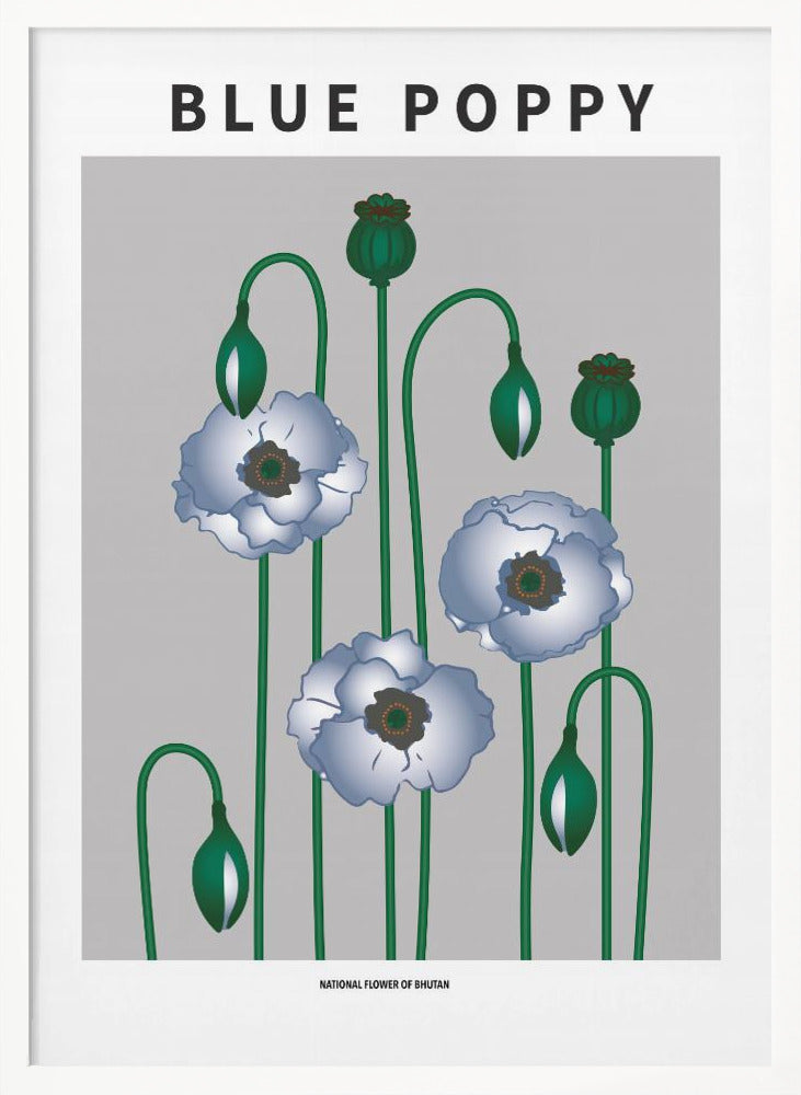 Blue Poppy - National flower of Bhutan Poster